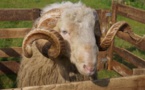 Pontacq, le Basco-béarnais "visage" du Salon de l'Agriculture de la Nouvelle-Aquitaine