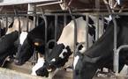 Producteurs de lait:  victoire ou "mascarade"?