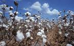 Un pas décisif dans l'amélioration du coton avec Monsanto et Illumina