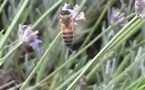 La Nouvelle-Aquitaine lance un plan abeilles