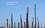 Sur la piste de Klaus dans la forêt landaise