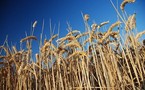 Boom du revenu, nouveau président à la FNSEA: 2010 l'année  des surprises agricoles