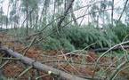 Une nouvelle interprofession forêt-bois en Aquitaine