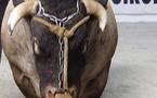 Prix du steak : éleveurs  et  consommateurs payent la facture 