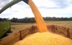 Comment l'Union Européenne néglige sa production de maïs