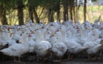Maïsadour l'assure:on ne manquera pas de foie gras en fin d'année