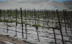 La vigne s'accroche au Moyen-Orient