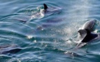 Les dauphins du Golfe de Gascogne menacés selon FNE