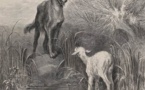 Le Limousin se prépare à vivre avec le loup