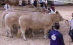 Salon de l'agriculture:la blonde d'Aquitaine en forme