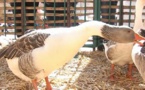 Sarlat: quand les oies piètent entre les piétons