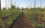 Démarrage d'une filière houblon de terroir en Lot-et-Garonne