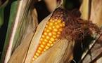 Le revenu agricole devrait être globalement en baisse en 2011