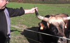 A Sadirac (Gironde) l'aurochs en chair et en os