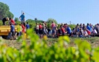 Des vendanges collectives à Château Réaut (Gironde)