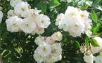 Une rose Jean-Jacques Rousseau marquera le 300e anniversaire de la naissance du philosophe