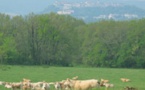 CRISE:la Coordination Rurale de Lot-et-Garonne alerte le Ministre