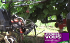 Comment entretenir sa vigne en bio?(vidéo)