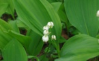 Le muguet du 1er mai sous contrôle