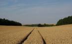 La récolte française de blé est en hausse et les céréaliers veulent produire plus