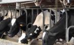 Le cri d'alarme des producteurs de lait de l'OPL