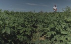 Occitanie et Nouvelle-Aquitaine championnes du bio