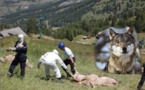  Le  Sénat ouvre la chasse au loup dans des zones  d'exclusion