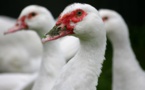 Influenza aviaire:déjà 350 000 canards abattus