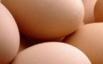 Des millions de poussins devront-ils être tués dans l'oeuf?