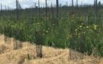 Château Dubraud: vitiforesterie à la place du travail du sol