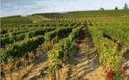 PLU de Preignac: comment l'urbanisation  "mange" la terre viticole