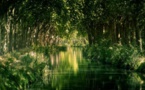 Replantation du canal du Midi:appel aux dons