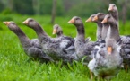 DOSSIER/Les fêtes reviennent, le foie gras aussi