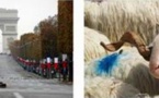 2022 brebis béarnaises sur les Champs-Elysées le 6 mars