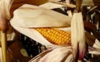 Le Sénat rejette la proposition de loi socialiste visant à interdire le maïs OGM