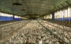 OGM, élevage en batterie:les Français veulent savoir selon France Nature Environnement