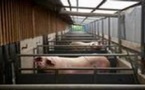 France Nature Environnement porte le dossier des porcheries devant le Conseil d'Etat