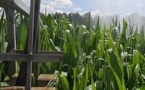 Maïs OGM: le gouvernement interdit sans attendre la loi