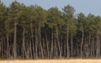 Trois départements demandent des états généraux des Landes de Gascogne