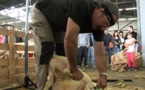 Salon de l'Agriculture d'Aquitaine:comment déshabiller un mouton