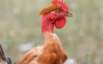  Avec Maïsadour le poulet français relève la tête