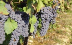 Bordeaux:le feuilleton des Portraits de Vignerons continue