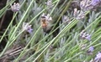 Le Réseau biodiversité s'inquiète des menaces sur le garde manger des abeilles