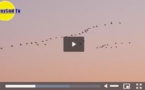 Carcans-Maubuisson:le ballet des grues cendrées