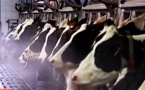 Fermes laitières de 1000 vaches:adieu Marguerite?