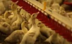Foie gras:la crise la plus grave de l'histoire