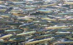 Les conserveurs redoutent une pénurie d'anchois