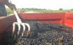 Vendanges prometteuses à La Tour de By (Médoc)