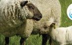 L'agneau de Poitou-Charentes au rendez-vous de Pâques