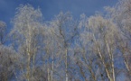 En attendant le réchauffement climatique...le givre